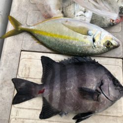 丸万釣船 釣果