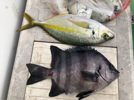 丸万釣船 釣果