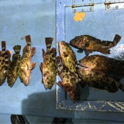 ヤザワ渡船 釣果