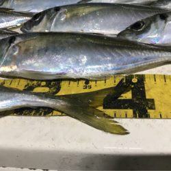 Monster Rush! 釣果