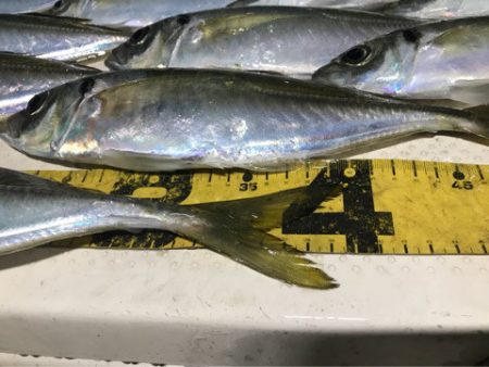 Monster Rush! 釣果