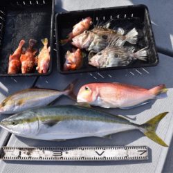 渡船屋たにぐち 釣果