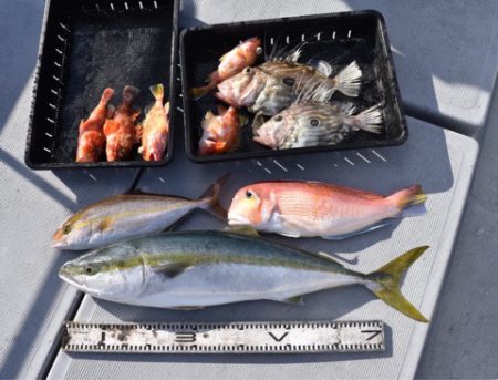 渡船屋たにぐち 釣果