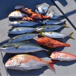 渡船屋たにぐち 釣果