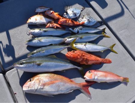 渡船屋たにぐち 釣果