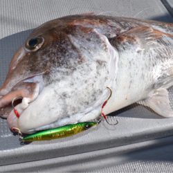 渡船屋たにぐち 釣果