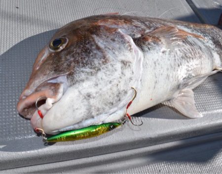 渡船屋たにぐち 釣果