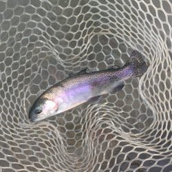 白州トラウトフィッシングエリア　シルフ 釣果