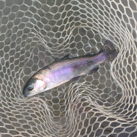 白州トラウトフィッシングエリア　シルフ 釣…