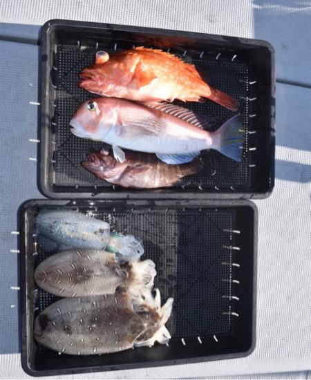 渡船屋たにぐち 釣果