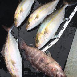 ＴＡＲＯＭＡＲＵ 釣果