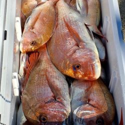 第二八坂丸 釣果