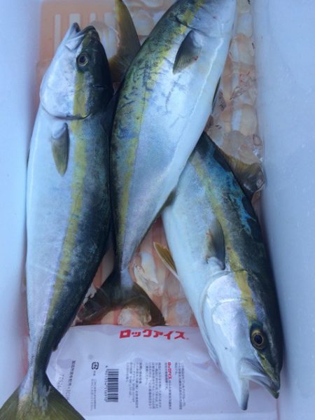 豊和丸 釣果
