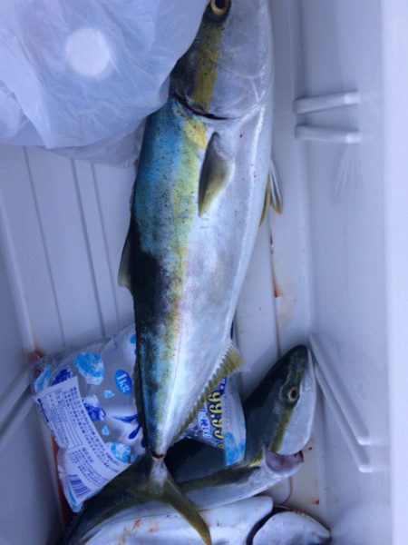 豊和丸 釣果
