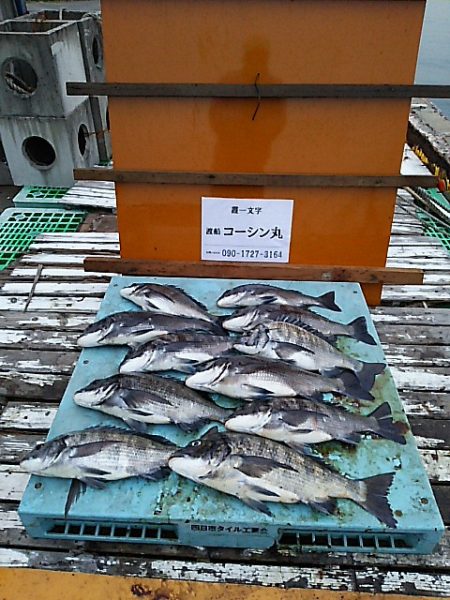 KO-SHIN丸 釣果