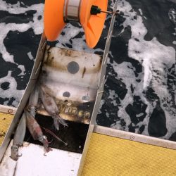 シーランチ 釣果