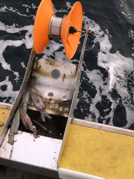 シーランチ 釣果