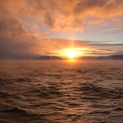 シーランチ 釣果