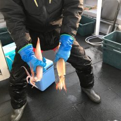 シーランチ 釣果