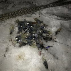 シーランチ 釣果