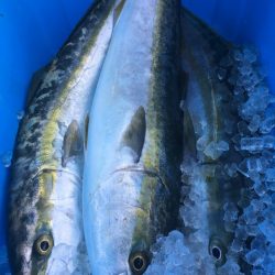 ＴＡＲＯＭＡＲＵ 釣果