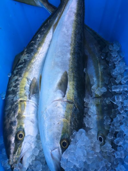 ＴＡＲＯＭＡＲＵ 釣果