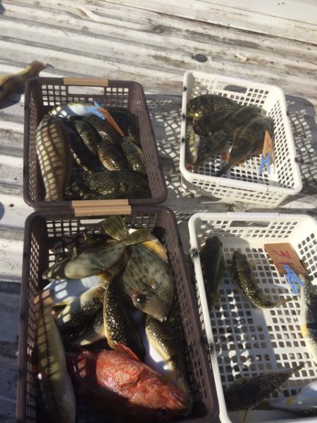 丸万釣船 釣果