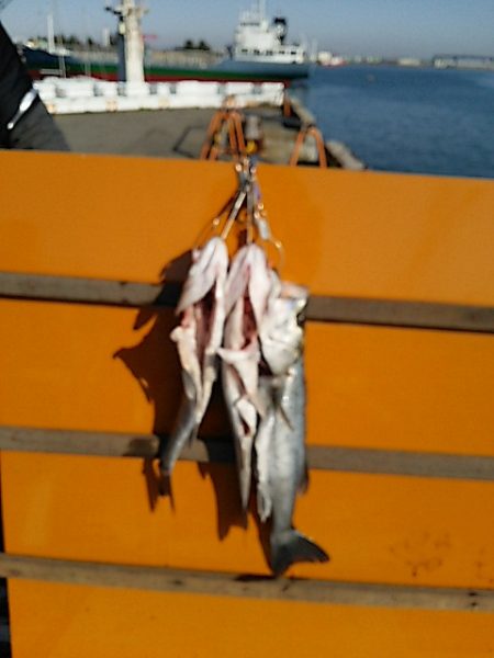 KO-SHIN丸 釣果
