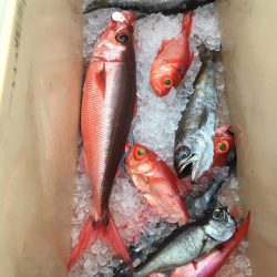 ＴＡＲＯＭＡＲＵ 釣果