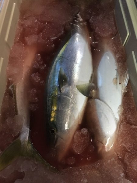 第二八坂丸 釣果