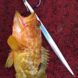 光生丸 釣果