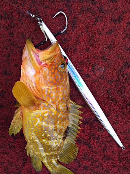 光生丸 釣果
