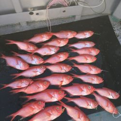 ＴＡＲＯＭＡＲＵ 釣果