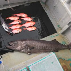 ＴＡＲＯＭＡＲＵ 釣果