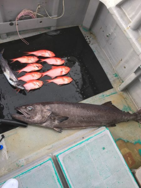 ＴＡＲＯＭＡＲＵ 釣果