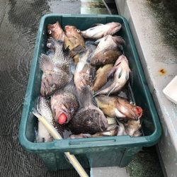 シーランチ 釣果