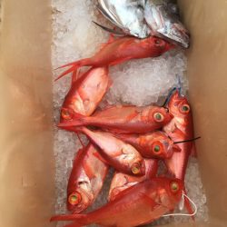 ＴＡＲＯＭＡＲＵ 釣果