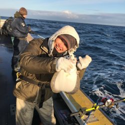 シーランチ 釣果