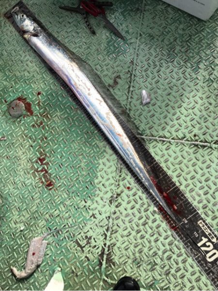 ヤザワ渡船 釣果