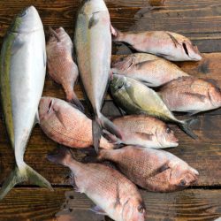 釣り堀水宝 釣果