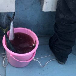 あみや渡船 JIGBOY 釣果