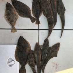 遊漁船メテオ 釣果