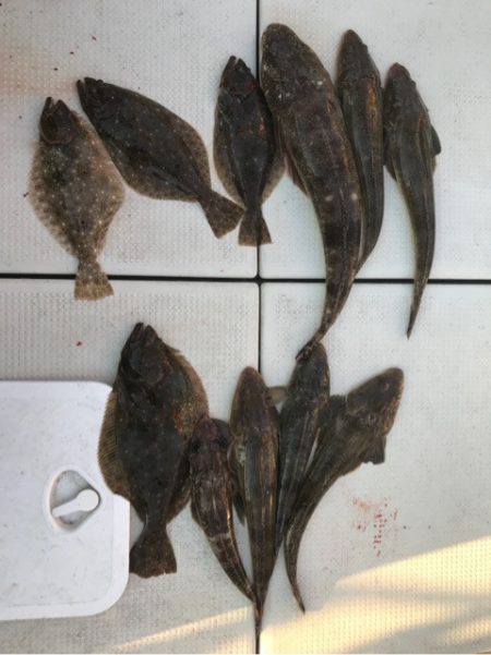 遊漁船メテオ 釣果