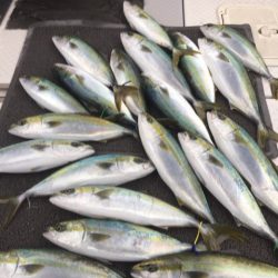 ビッグファイター 釣果