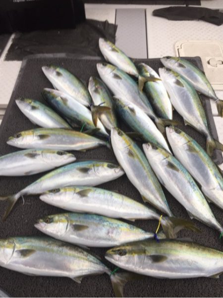 ビッグファイター 釣果