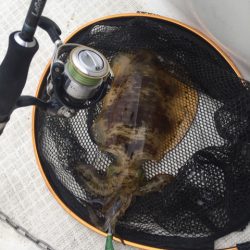 「LaGooN」蒼陽丸 日和号　 釣果