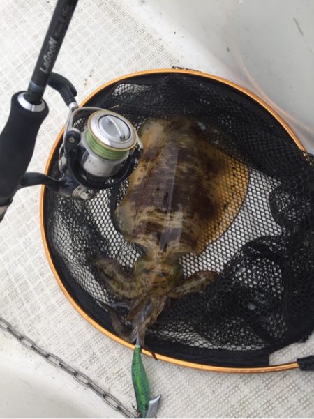 「LaGooN」蒼陽丸 日和号　 釣果