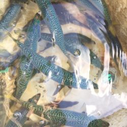 「LaGooN」蒼陽丸 日和号　 釣果