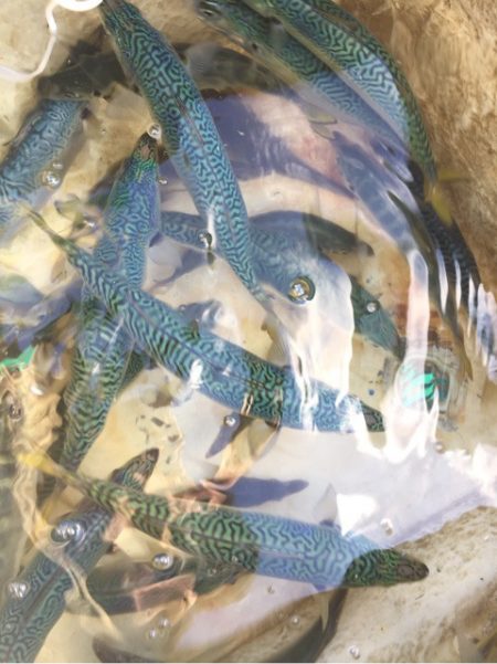 「LaGooN」蒼陽丸 日和号　 釣果