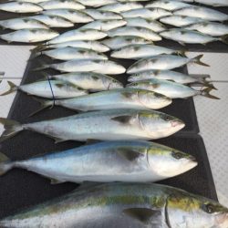 ビッグファイター 釣果